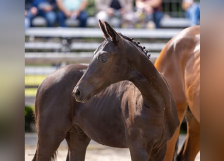 Trakehner, Stallion, Foal (04/2026), Black