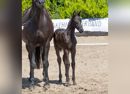 Trakehner, Stallion, Foal (05/2023), Black