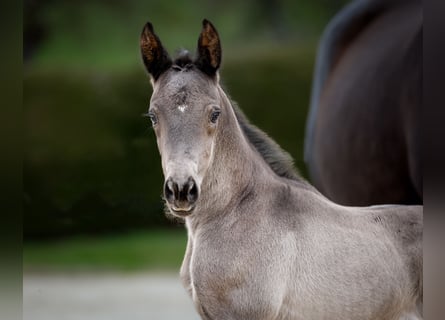 Trakehner, Stallion, Foal (03/2024), Black