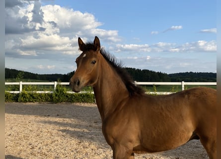 Trakehner, Stallion, Foal (02/2023), Brown