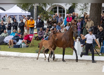 Trakehner, Stallion, Foal (05/2026), Brown