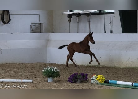 Trakehner, Stallion, Foal (04/2025), Brown
