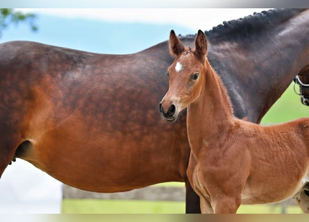Trakehner, Stallion, Foal (05/2026), Brown