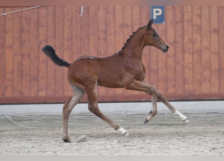 Trakehner, Stallion, Foal (04/2025), Brown