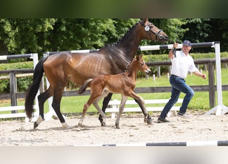 Trakehner, Stallion, Foal (04/2025), Brown