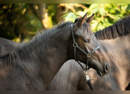 Trakehner, Hengst, Fohlen (03/2024), Brauner