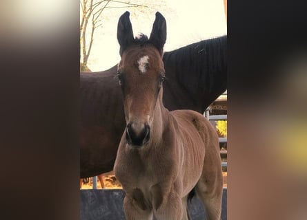 Trakehner, Stallion, Foal (04/2025), Brown