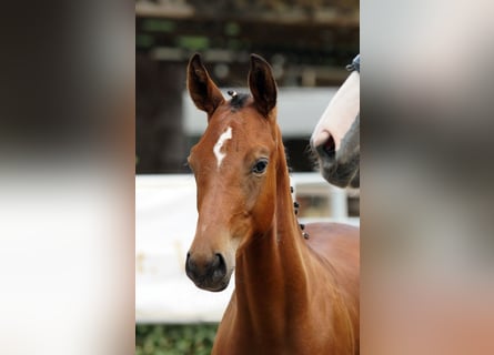 Trakehner, Stallion, Foal (02/2026), Brown