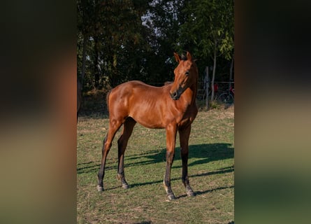 Trakehner, Stallion, Foal (05/2026), Brown