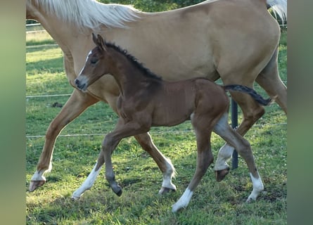 Trakehner, Stallion, Foal (06/2024), Brown