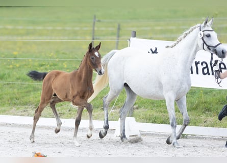 Trakehner, Stallion, Foal (04/2025), Can be white