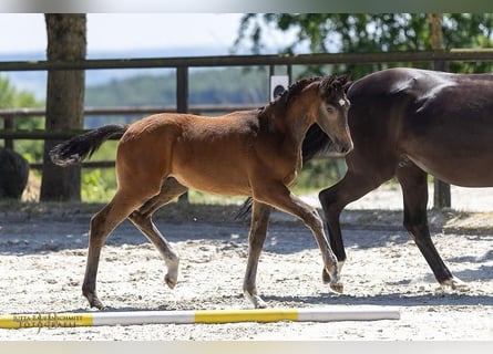 Trakehner, Stallion, Foal (03/2025), Can be white