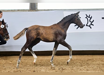 Trakehner, Stallion, Foal (04/2025), Chestnut