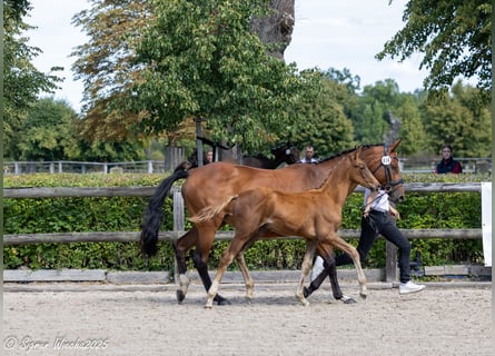 Trakehner, Stallion, Foal (05/2025), Chestnut