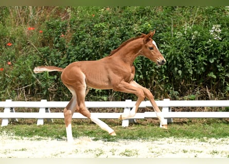 Trakehner, Stallion, Foal (05/2025), Chestnut-Red