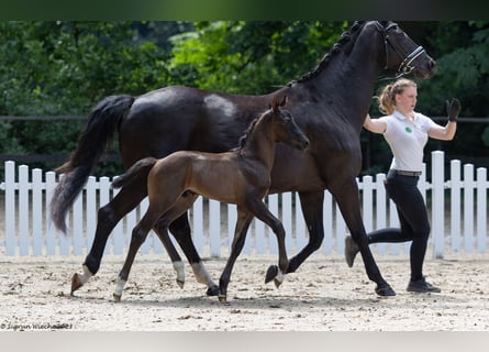 Trakehner, Stallion, Foal (06/2023), Smoky-Black