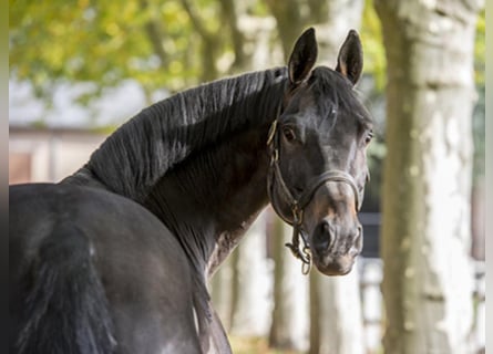 Trakehner, Stallion, 26 years, 16.1 hh, Smoky-Black