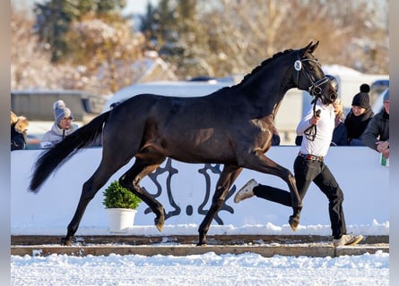 Trakehner, Stallion, 3 years, 16 hh, Smoky-Black