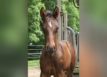 Trakehner, Stallone, 1 Anno, 165 cm, Baio