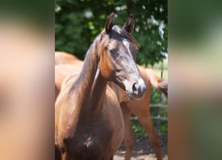 Trakehner, Stallone, 1 Anno, 165 cm, Baio scuro