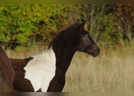 Trakehner, Stallone, 1 Anno, 168 cm, Pezzato