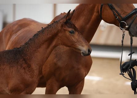 Trakehner, Stallone, 1 Anno, 170 cm, Baio