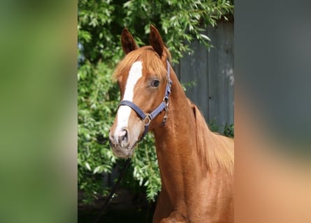 Trakehner, Stallone, 1 Anno, 170 cm, Sauro