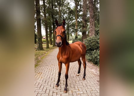 Trakehner, Stallone, 1 Anno, 174 cm, Baio