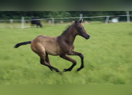 Trakehner, Stallone, 1 Anno, Baio nero