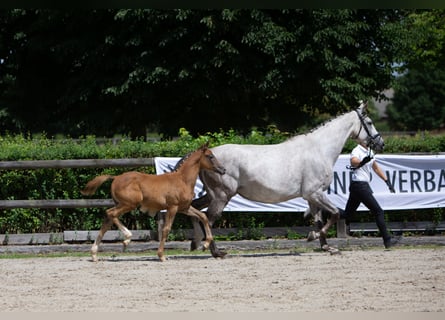 Trakehner, Stallone, 1 Anno, Grigio