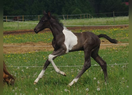 Trakehner, Stallone, 1 Anno, Pezzato