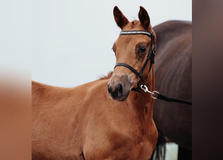 Trakehner, Stallone, 1 Anno, Sauro scuro