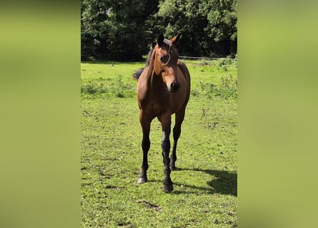Trakehner, Stallone, 2 Anni, 155 cm, Baio