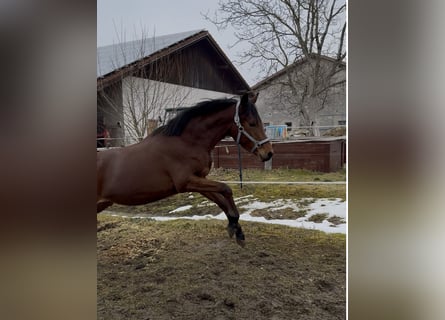 Trakehner, Stallone, 2 Anni, 156 cm, Baio