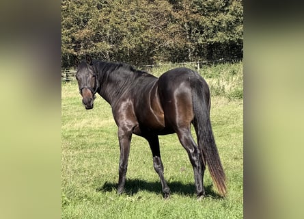Trakehner, Stallone, 2 Anni, 175 cm, Baio scuro