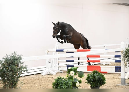 Trakehner, Stallone, 3 Anni, 167 cm, Baio