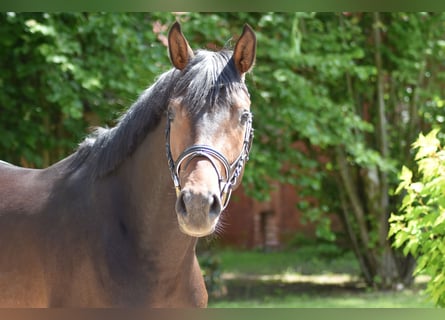 Trakehner, Stallone, 3 Anni, 168 cm, Baio