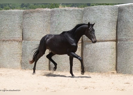 Trakehner, Stallone, 3 Anni, 170 cm, Baio nero