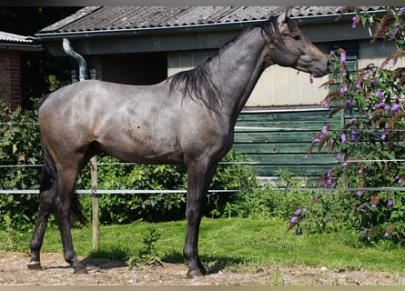 Trakehner, Stallone, 3 Anni, Grigio