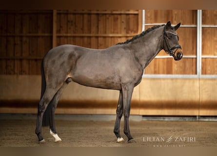 Trakehner, Stallone, 4 Anni, 165 cm, Baio scuro