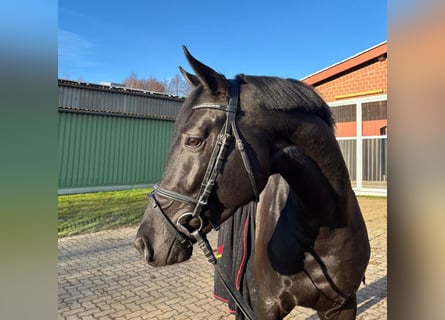 Trakehner, Stallone, 4 Anni, 165 cm, Morello
