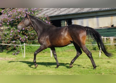 Trakehner, Stallone, 4 Anni, Baio scuro