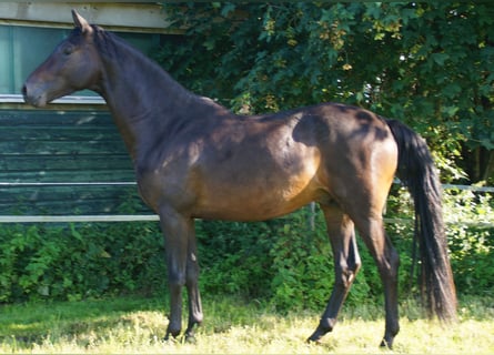 Trakehner, Stallone, 4 Anni, Baio scuro