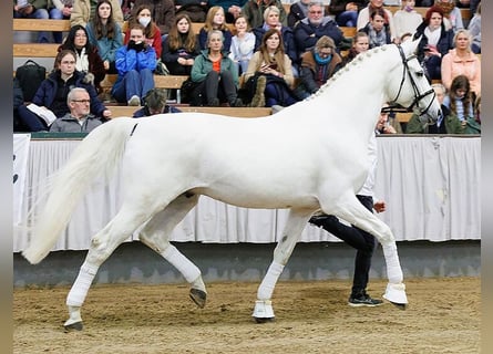 Trakehner, Stallone, 17 Anni, 172 cm, Grigio