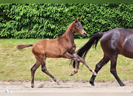Trakehner, Stallone, Puledri (03/2026), 120 cm, Baio scuro
