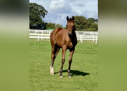 Trakehner, Stallone, Puledri (04/2026), 168 cm, Baio