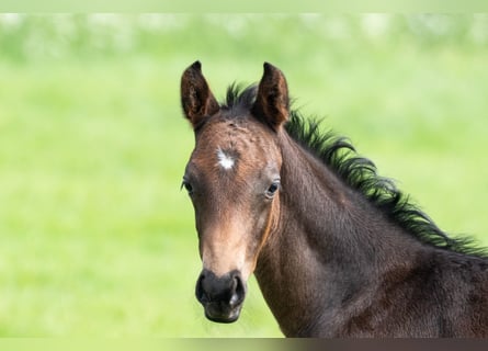 Trakehner, Stallone, Puledri
 (04/2024), 170 cm, Baio