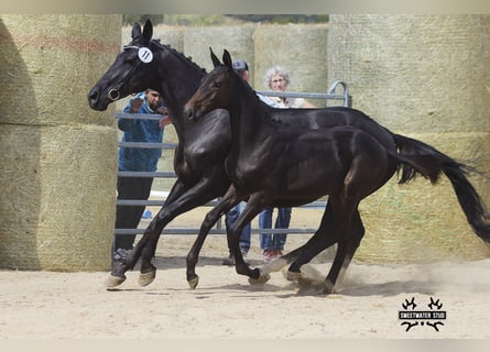 Trakehner, Stallone, Puledri (03/2025), 170 cm