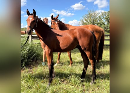 Trakehner, Stallone, Puledri (05/2026), Baio