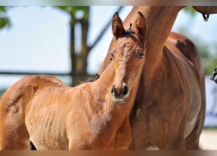 Trakehner, Stallone, Puledri (05/2026), Baio